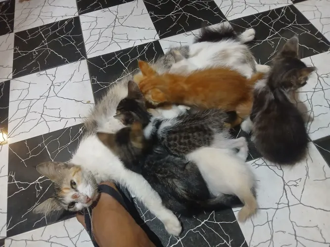 Gatinhos doação