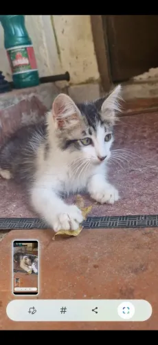 Gatinho Macho 2 meses