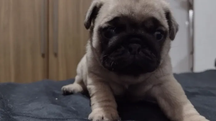 Pug macho 