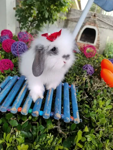 Coelho mini Lop disponível 