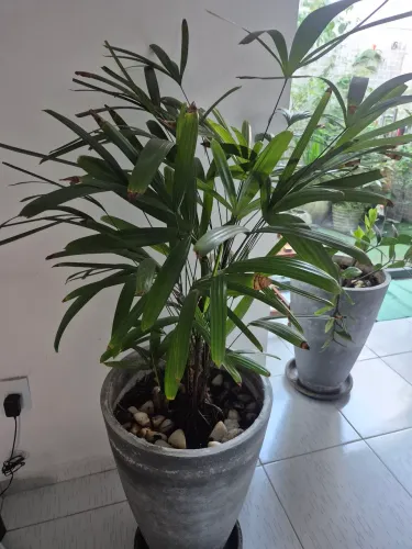 Jarro com plantas 