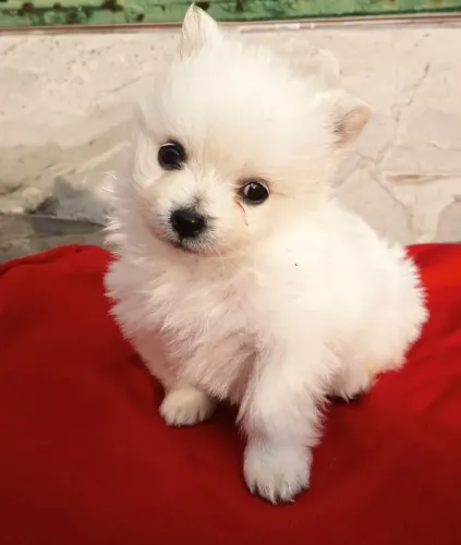 Spitz Alemão ursinho anão miniatura com pedigree raridade de encontrar!