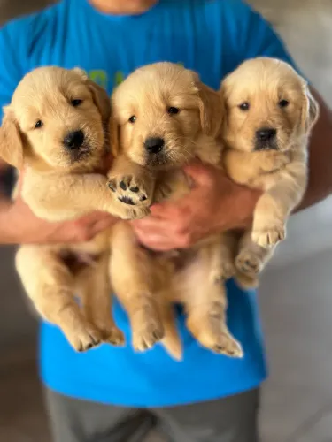 Golden Retriever