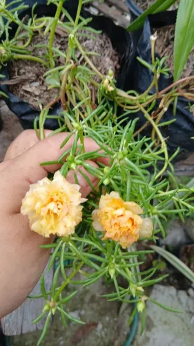 Plantas
