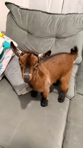 Mini Cabra Macho com 30 Dias