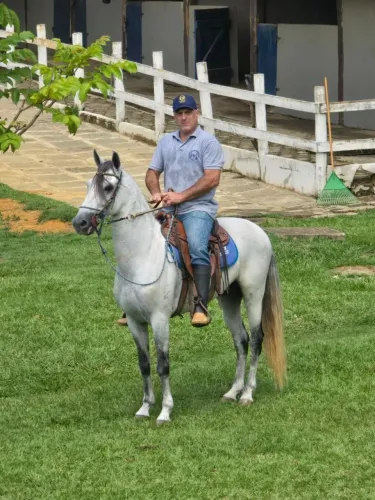 Cavalo Mangalarga Marchador Inteiro