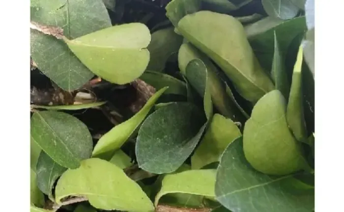 100 folhas frescas e orgânicas de acerola (100 gramas)
