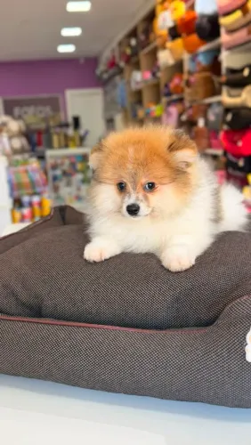 SPITZ ALEMÃO PEQUENO MACHO