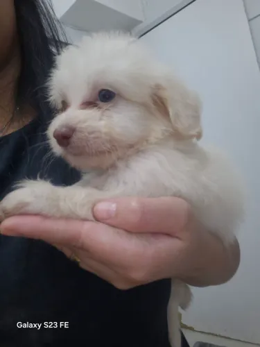 Poodle toy