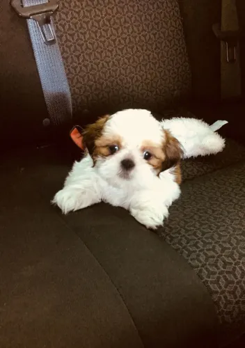 Filhotes de Shih Tzu - Últimas Unidades