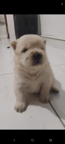 Filhotes machos Chow Chow 