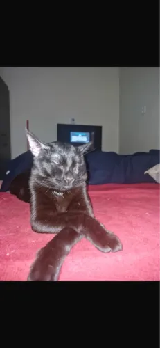 Adoção Responsável - Lindos Gatinhos
