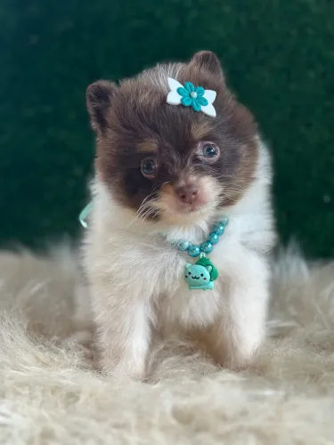 Lulu da Pomerania anão chocolate 