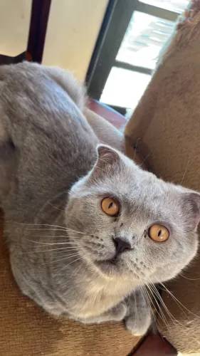 Gato Scottish Fold macho idade 5 meses cor Lilac! 