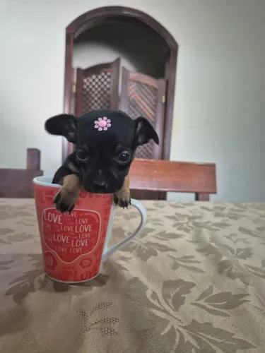 Pinscher fêmea zero.