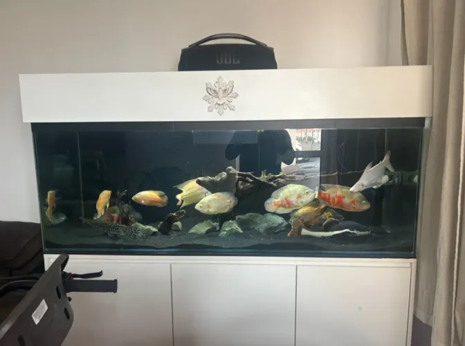 Aquário gigante 150x50x55 com Sump externo