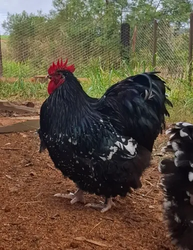 Ovos de Orpington Motlled 