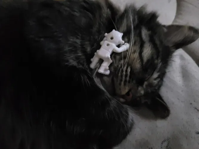 Gata peluda trigrada para doação