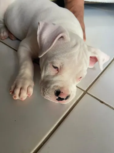 Pit Monster