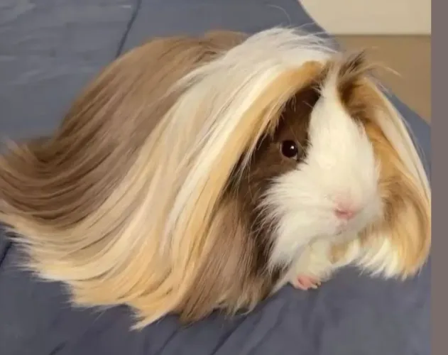 Porquinho da índia Peruano