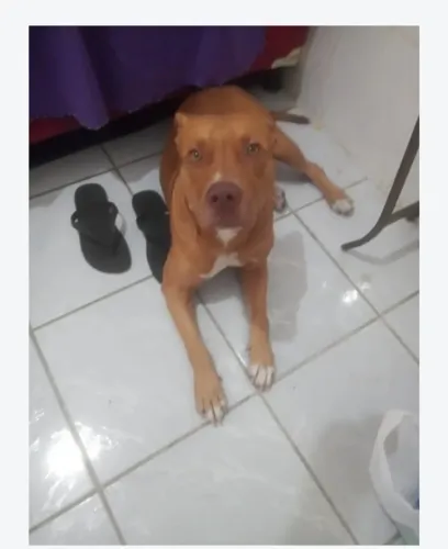 Vendo pitibul raça pura