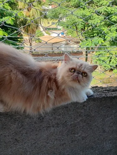 Doação gato persa