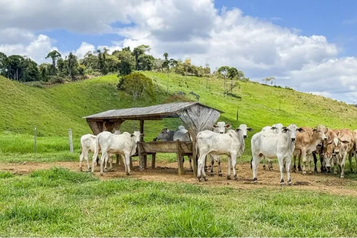 Fazenda 167 tarefas em Ubaíra - BA