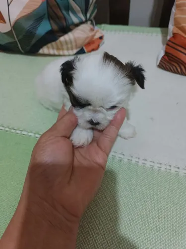Cachorro Shitzu