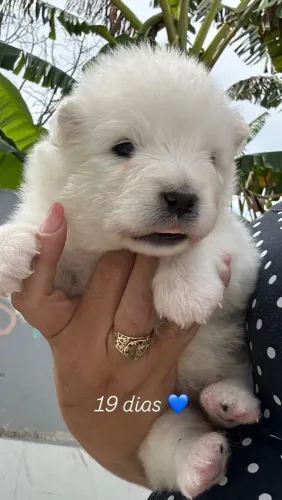 Samoieda macho