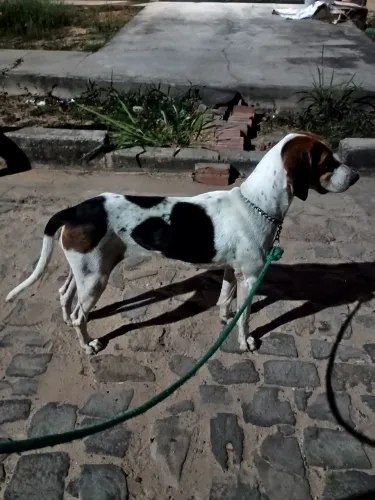 Cachorra americana 1 ano e 5 mês 