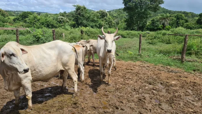 Vaca Nelore Mansinha com Bezerra de 6 meses