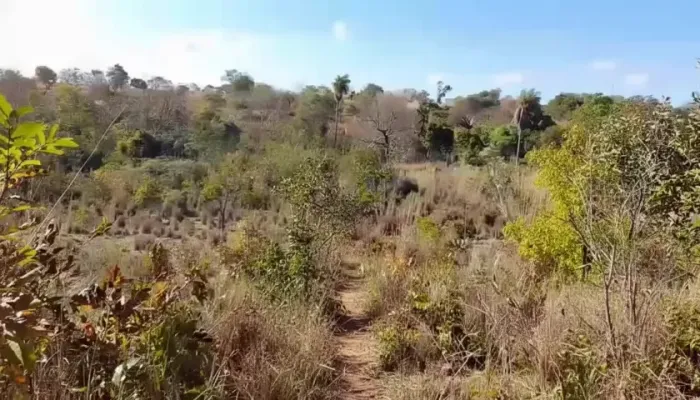 Terreno 7 Hectares - Corrente/PI - Loteamento, Chácara ou Fazenda
