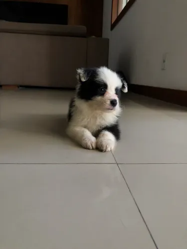 Border Collie
