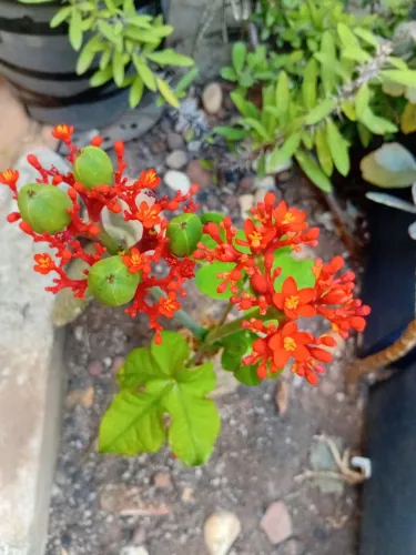 Plantas a venda