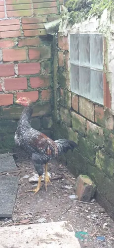 Vende se galos raça índio carijo 80 reais