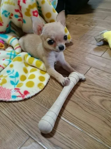 Chihuahua Encantando Companhia Com Jeito Cativante