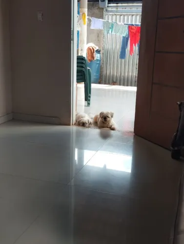 Vendo cachorro adulto casal