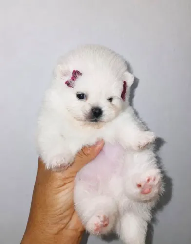 SPITZ ALEMÃO BRANCA FÊMEA