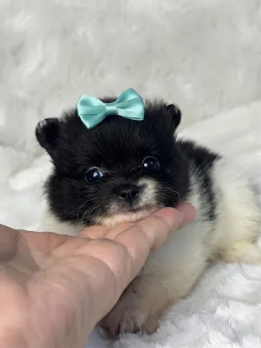 Filhote de Lulu da Pomerânia fêmea particolor