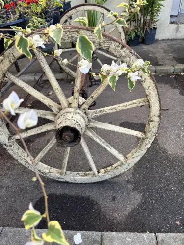 Roda