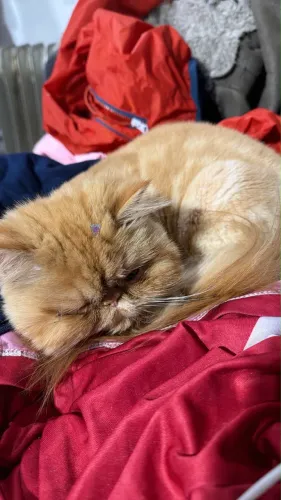 Gata persa ajude achar