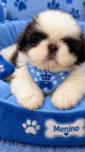 Filhote de shih Tzu macho branco e chocolate