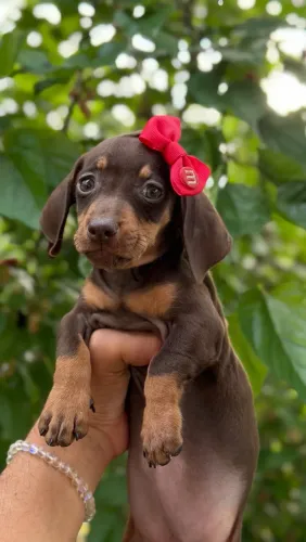 Dachshund mini / salsicha 