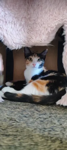 Gatinha filhote tricolor adoção responsável 