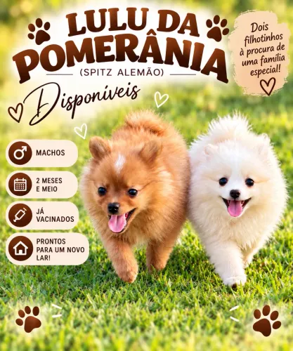 Lulu da pomerânia