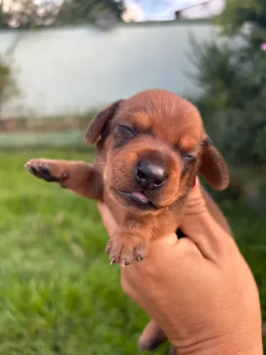 Filhote de dachshund