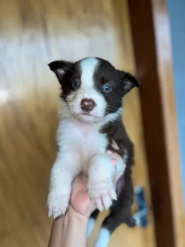 Vendo Border collie 