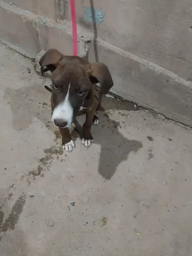 Doação cachorro