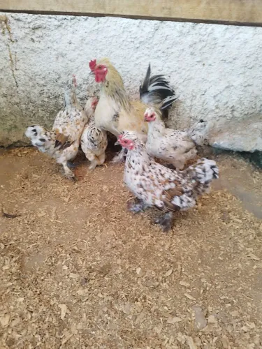Galo e galinha modelada (garnize)