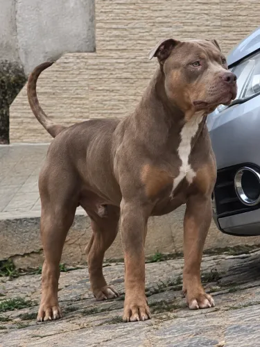 Filhotao pitmonster